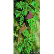 73106 Канва с рисунком Gluriya 'Птицы на белом винограде' 30*60 см 73106 Канва с рисунком Gluriya 'Птицы на белом винограде' 30*60 см
